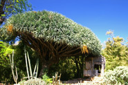 Kanadischer Drachenbaum, Botanischer Garten, Palermo, Sizilien