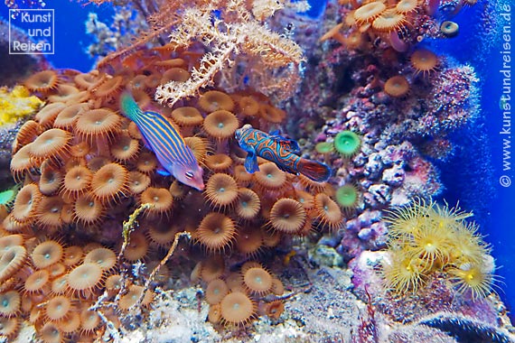 Genua, Leierfische auch Mandarinfische genannt Aquarium