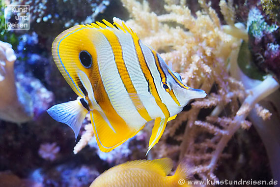 Genua, Kupferstreifen-Pinzettfisch (Chelmon Rostratus) Aquarium