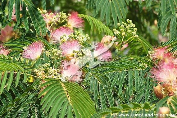 Puderquastenstrauch (Calliandra) Mimosengewächs