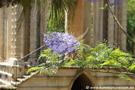 Jacaranda in fioritura - Catania