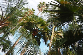 Palmen im Botanischen Garten in Catania, Catania
