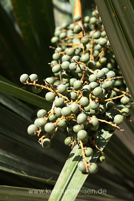 Früchte einer Palme im Botanischen Garten, Catania