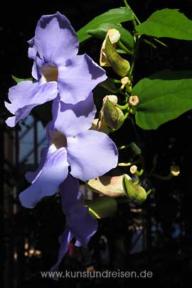 Bengalische Thunbergie Thunbergia grandiflora himmelblaue Blüten Botanischer Garten Leiden Holland