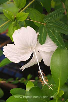 Weiße Hibiskus-Blüt Eibisch Leiden