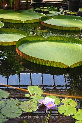 Amazonas-Riesenseerose Wasserpflanze Hortus botanicus Leiden