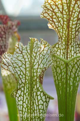 Schlauchpflanze Trompetenpflanzen Sarracenia Hortus botanicus Leiden