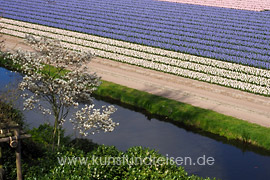 Hyazinthenfelder im Frühling, Holland