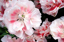 Rose-weiße Tulpenblüte im Keukenhof, Lisse