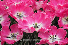 Pink-weiße Tulpenblüten im Keukenhof, Lisse