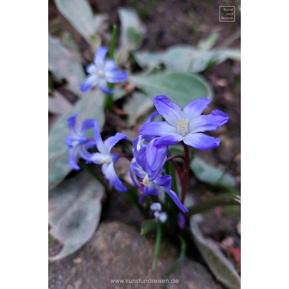 Blaue Sternblume, Frühlingsstern