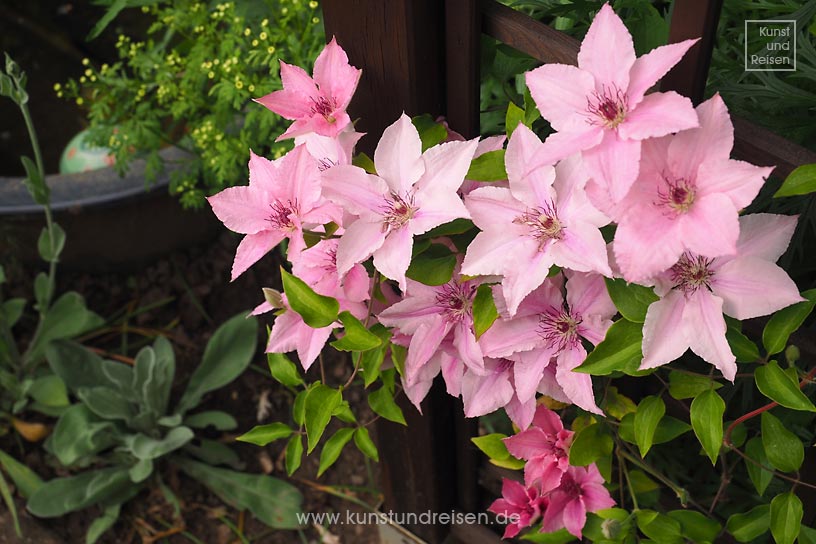 Gartenglück Blühendes Paradies im Schrebergarten, Köln