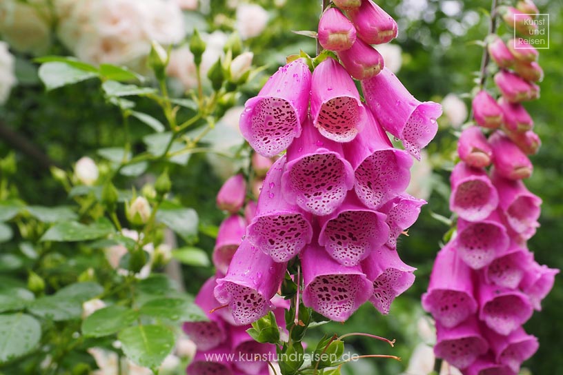 Gartenglück Blühendes Paradies im Schrebergarten, Köln