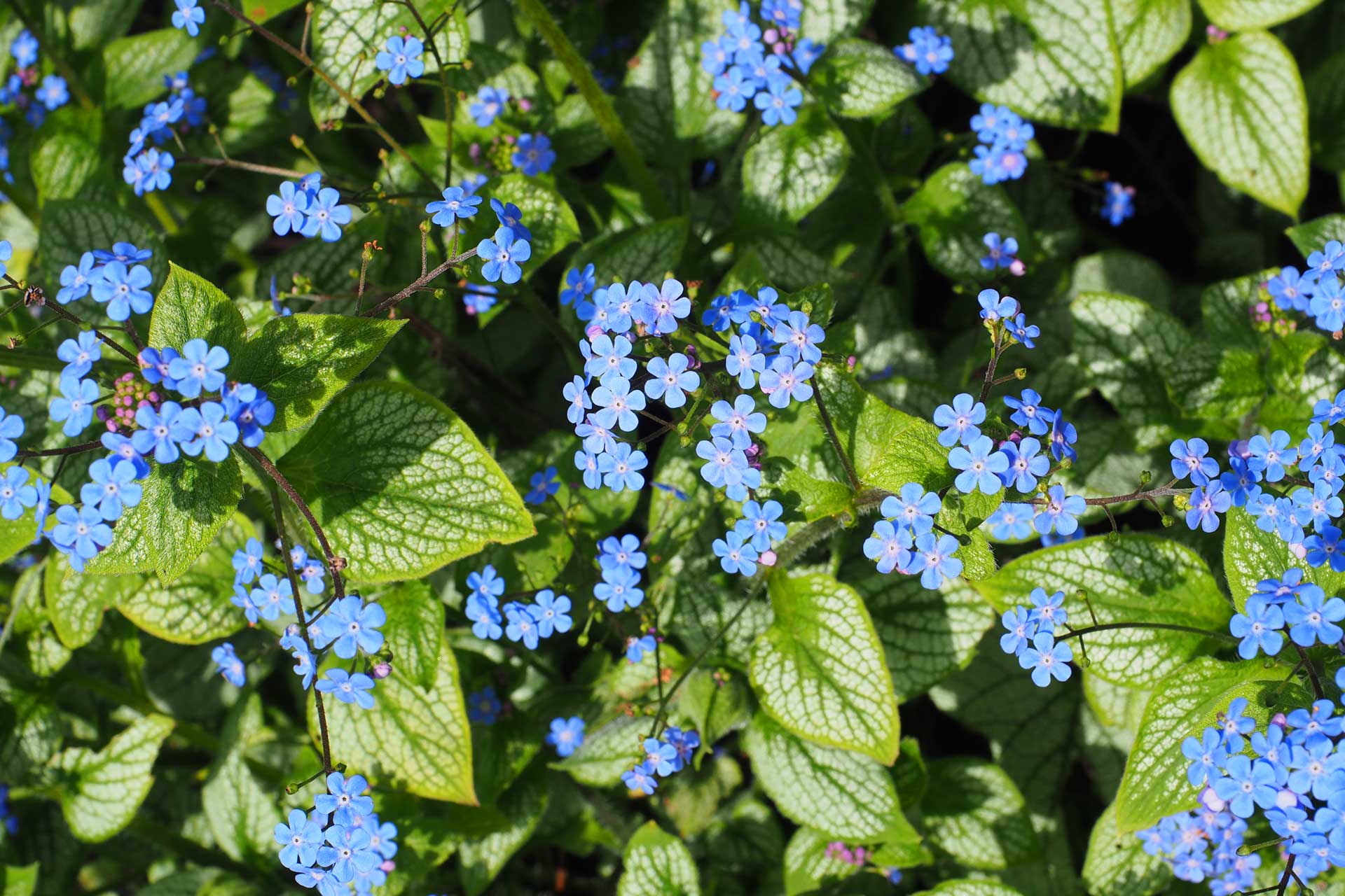 Gedenkemein blaue Blüten