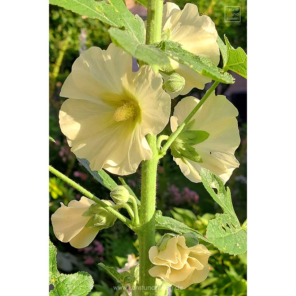 Gelbe Stockrose - Blüte