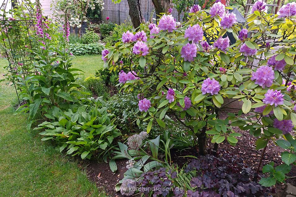 Rhododendron Lavendula