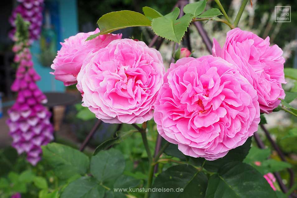 Blüten Rose Louise Odier