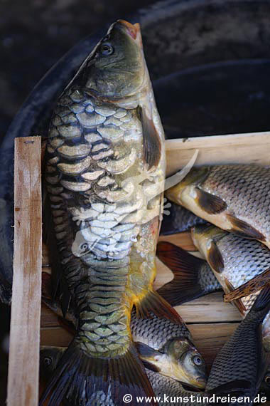 Pesce, Catania - Sicilia