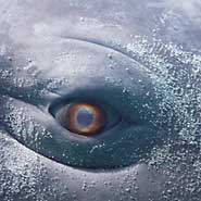 Ausstellung: Moby Dick – La Balena, Genua