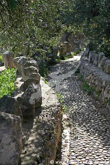 Gli ulivi in giardino di Filippo Bentivegna, Sciacca - Sicilia