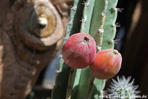 Cereus Repandus, Cactus con frutti rossi