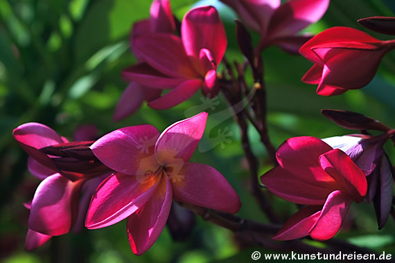 Plumeria, Frangipani fragrante con fiori rossi