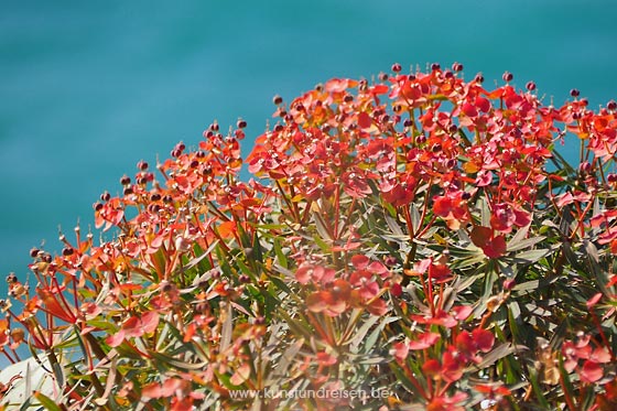 Mediterrane Macchia rot Garten Tropea