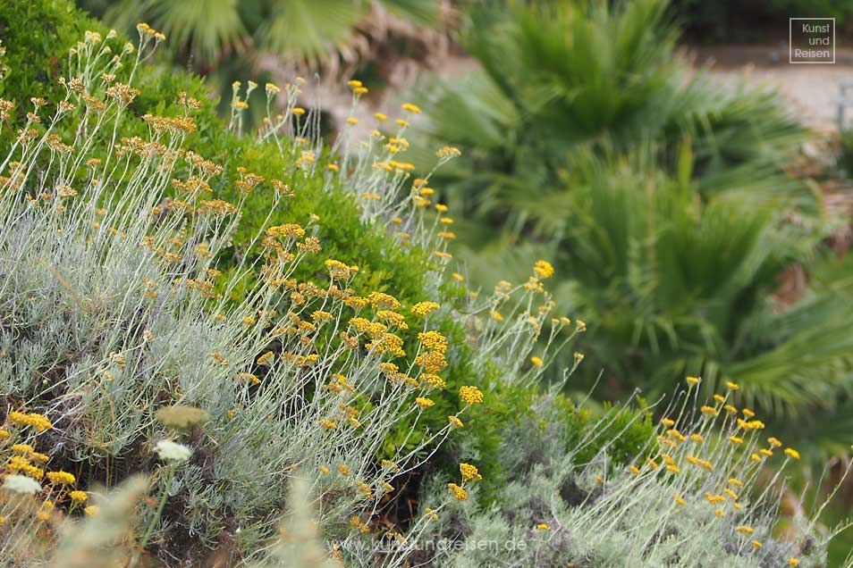 Blühende Macchia auf Felsen Tropea