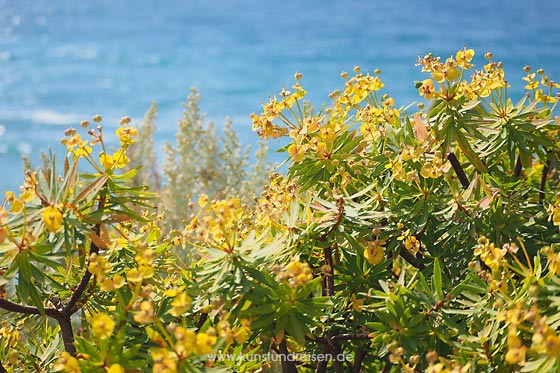 Mediterrane Macchia gelb Garten Tropea