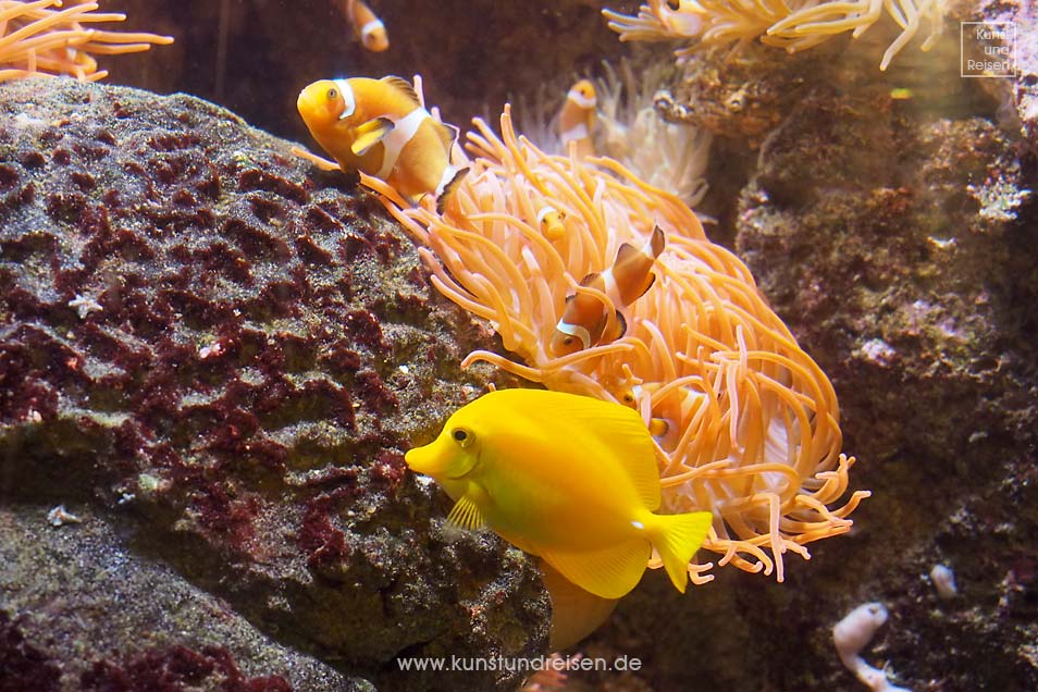 Anemonenfische (Amphiprion) auch Clownfische Gelber Segelflossen-Doktorfisch im Aquarium in Genua