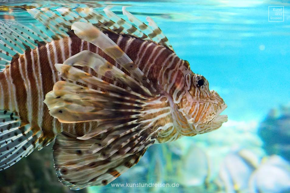 Pazifischer Rotfeuerfisch im Aquarium in Genua