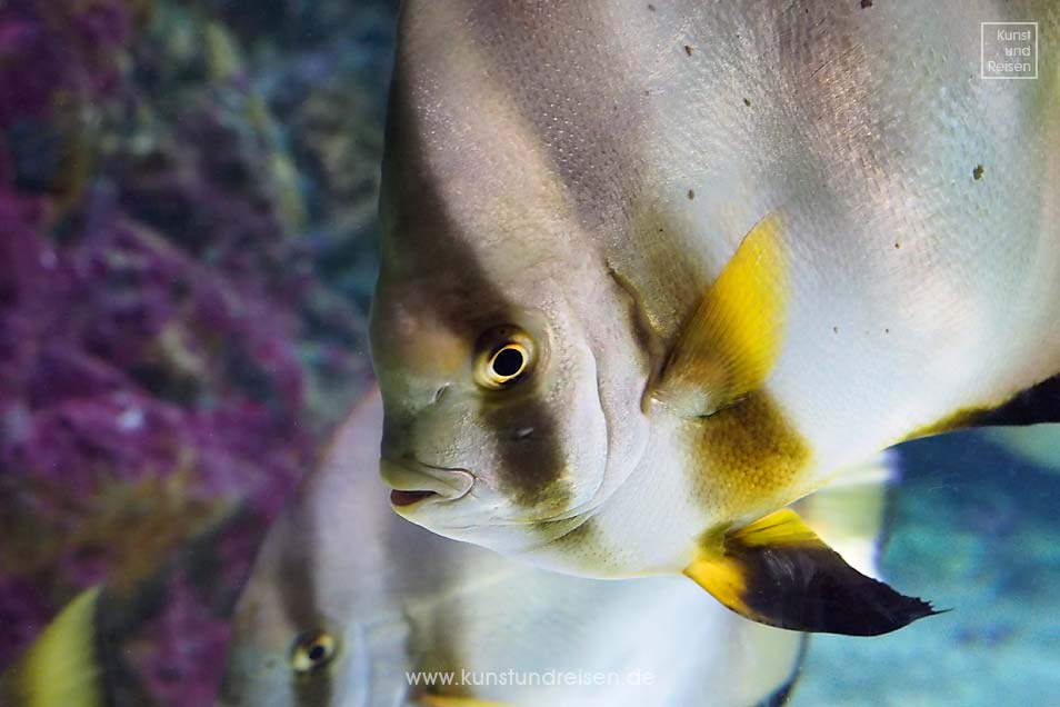 Fledermausfische (Platax) im Aquarium in Genua