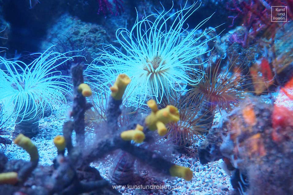 Korallen im Aquarium in Genua
