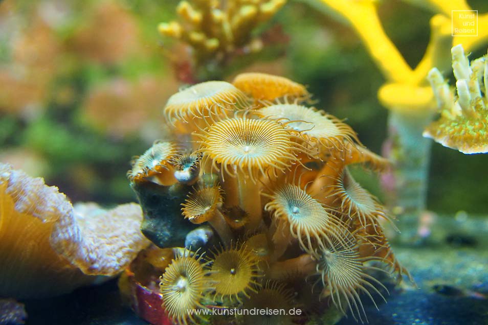 Tropisches Becken mit Korallen im Aquarium in Genua