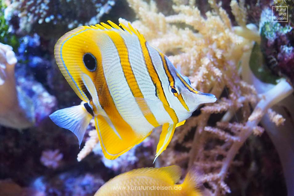 Kupferstreifen Pinzettfisch im Aquarium in Genua