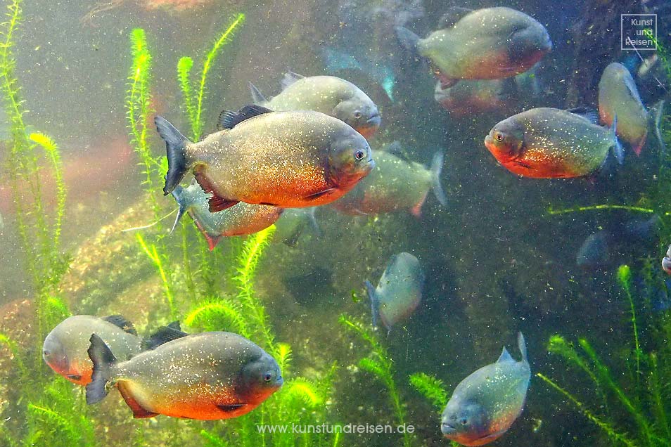 Rotb&auml;uchige Piranhas