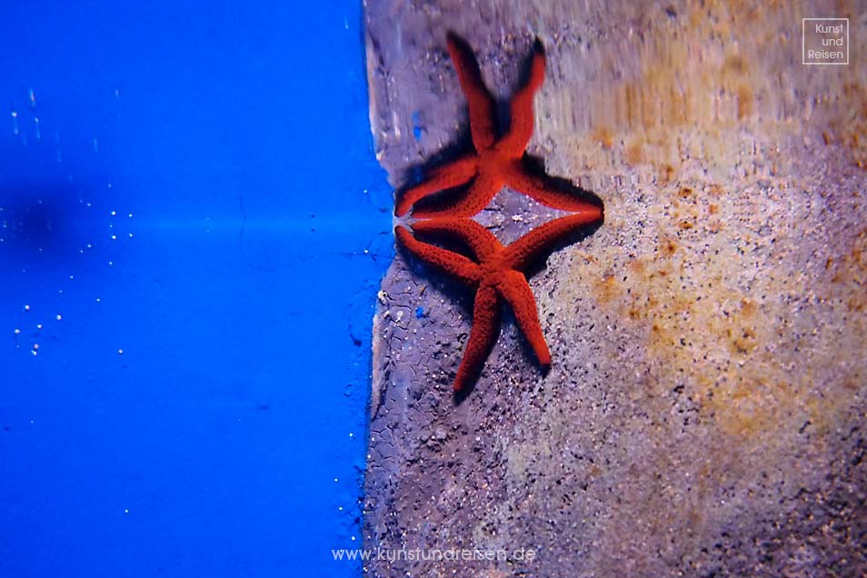 Roter Seestern im Aquarium in Genua