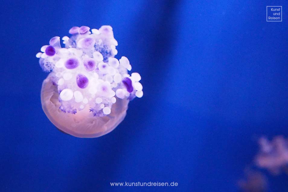 Wei&szlig;e Quale im Aquarium in Genua