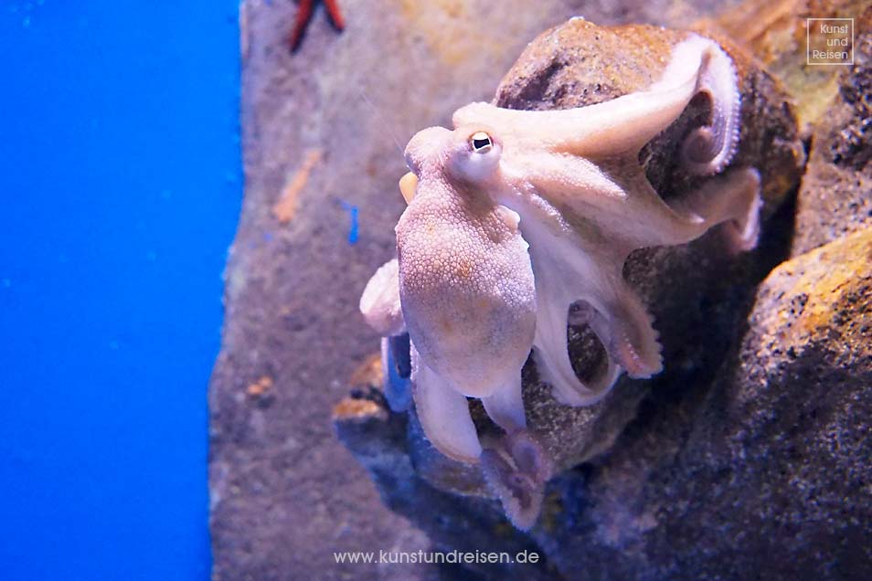 Wei&szlig;er Oktopus