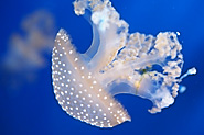 Aquarium von Genua – beeindruckend und naturgetreu