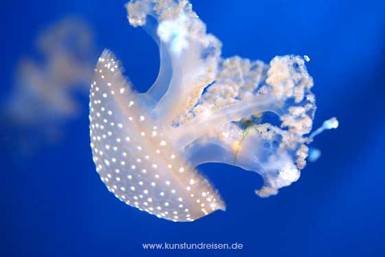 Aquarium Quallenbecken Genua