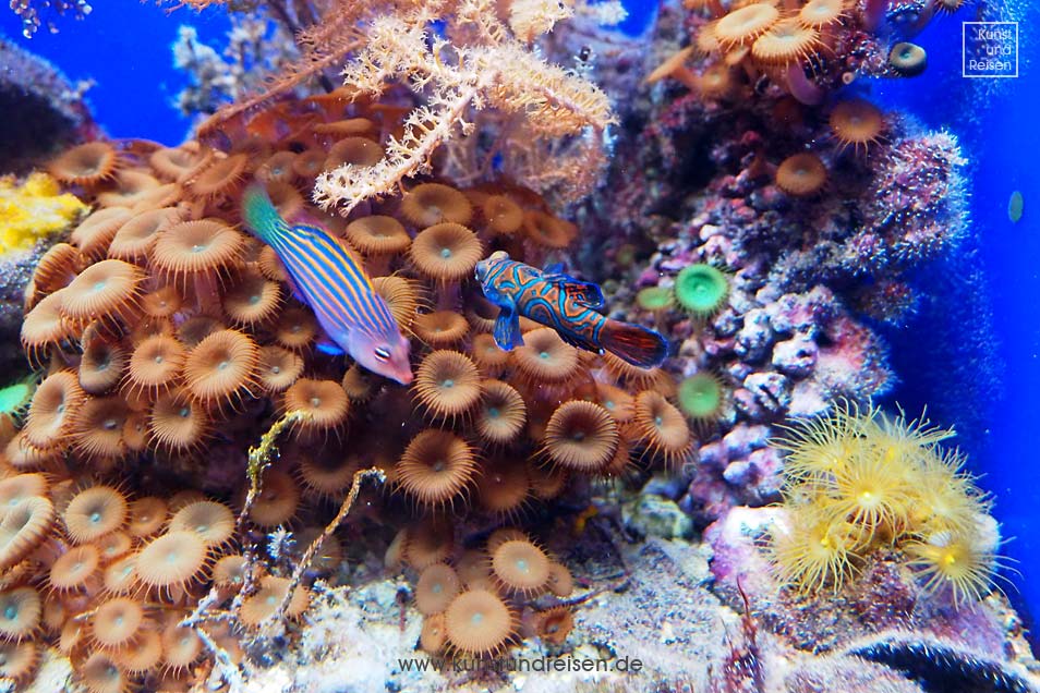 Korallenriff im Aquarium, Genua