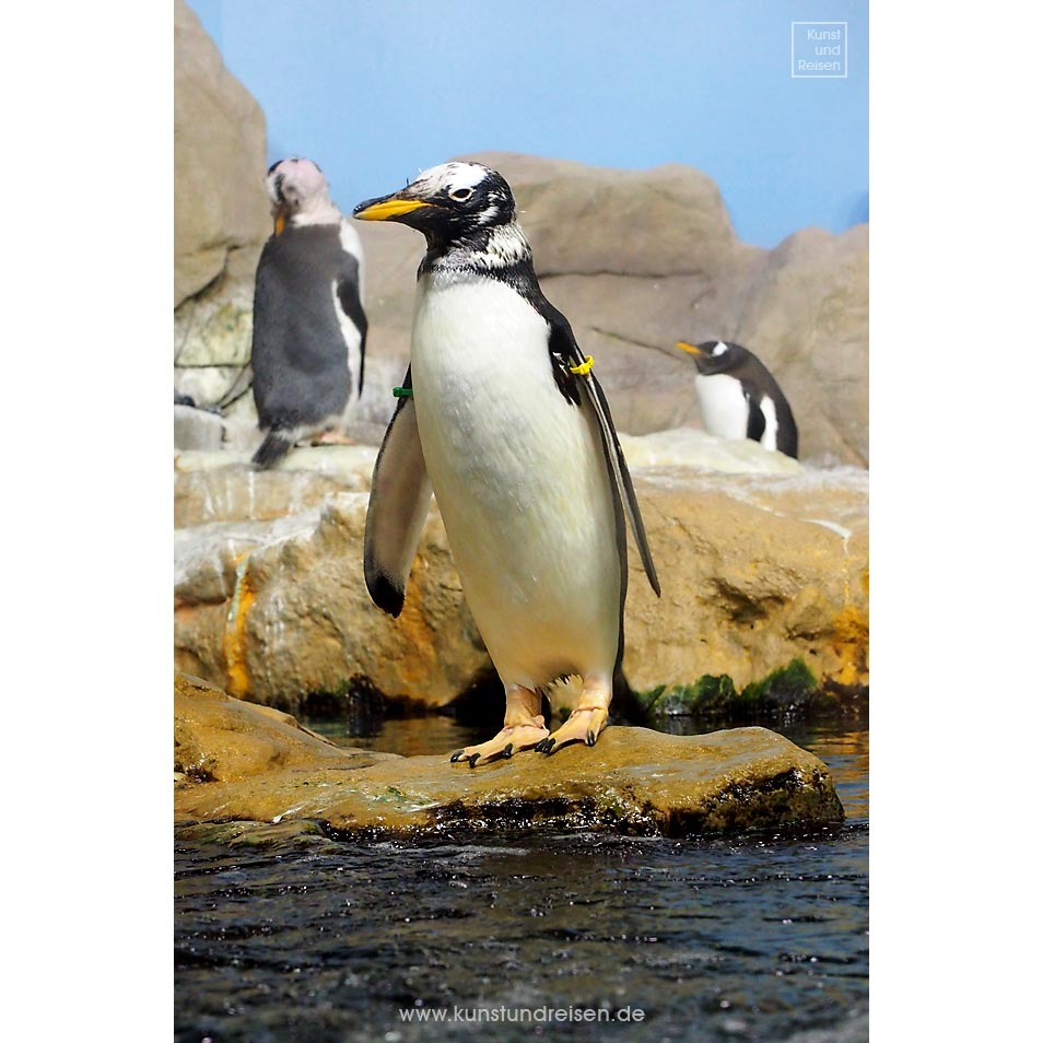 Pinguine Eselspinguin gelber Schnabel Aquarium Genua