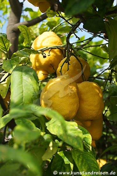 Limoni in giardino, Lipari