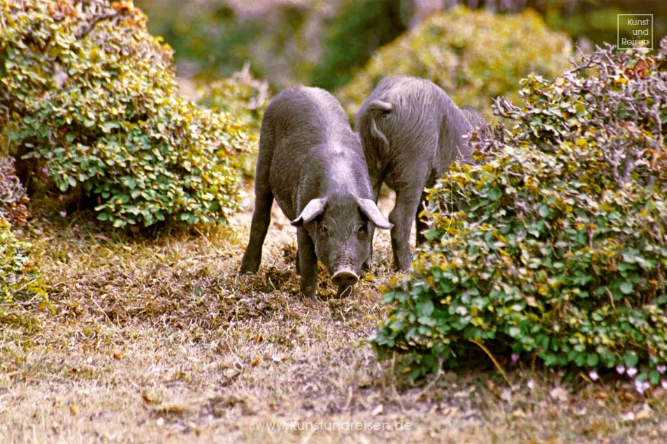 Schwarze Schweine Parco dei Nebrodi Sizilien
