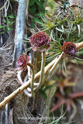 Rosetten-Dickblatt (Aeonium arboreum) mit dunkelroten Blättern im Garten der Villa Schuler, Taormina