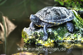 Wasserschildkröte im Garten der Villa Schuler, Taormina